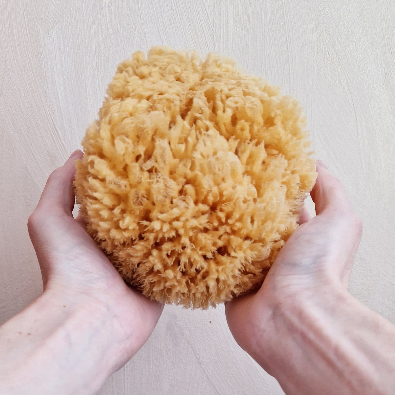 Croll & Denecke iso Välimeren luonnon merisieni