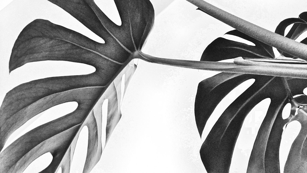 NICAMA hajusteeton palashampoo (Natur), 60g